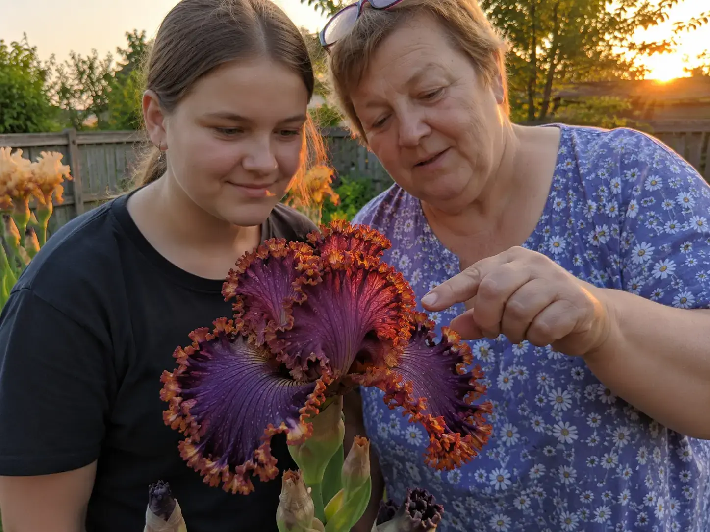 Ірис Захід Сонця