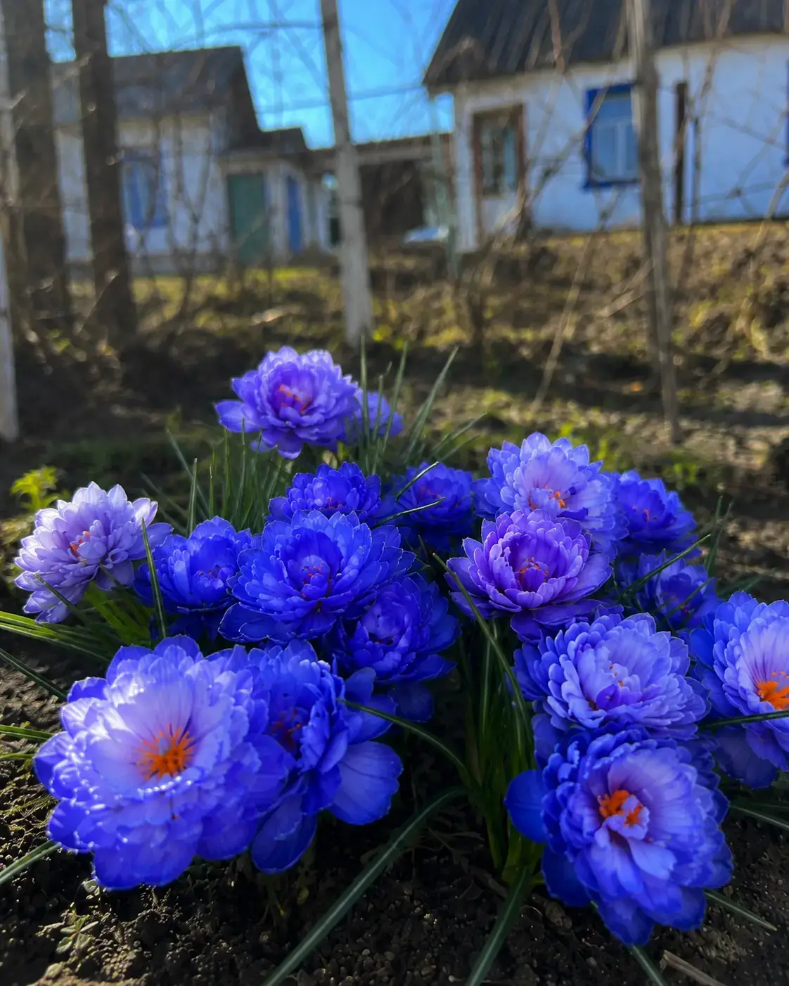 Махровий перламутровий крокус