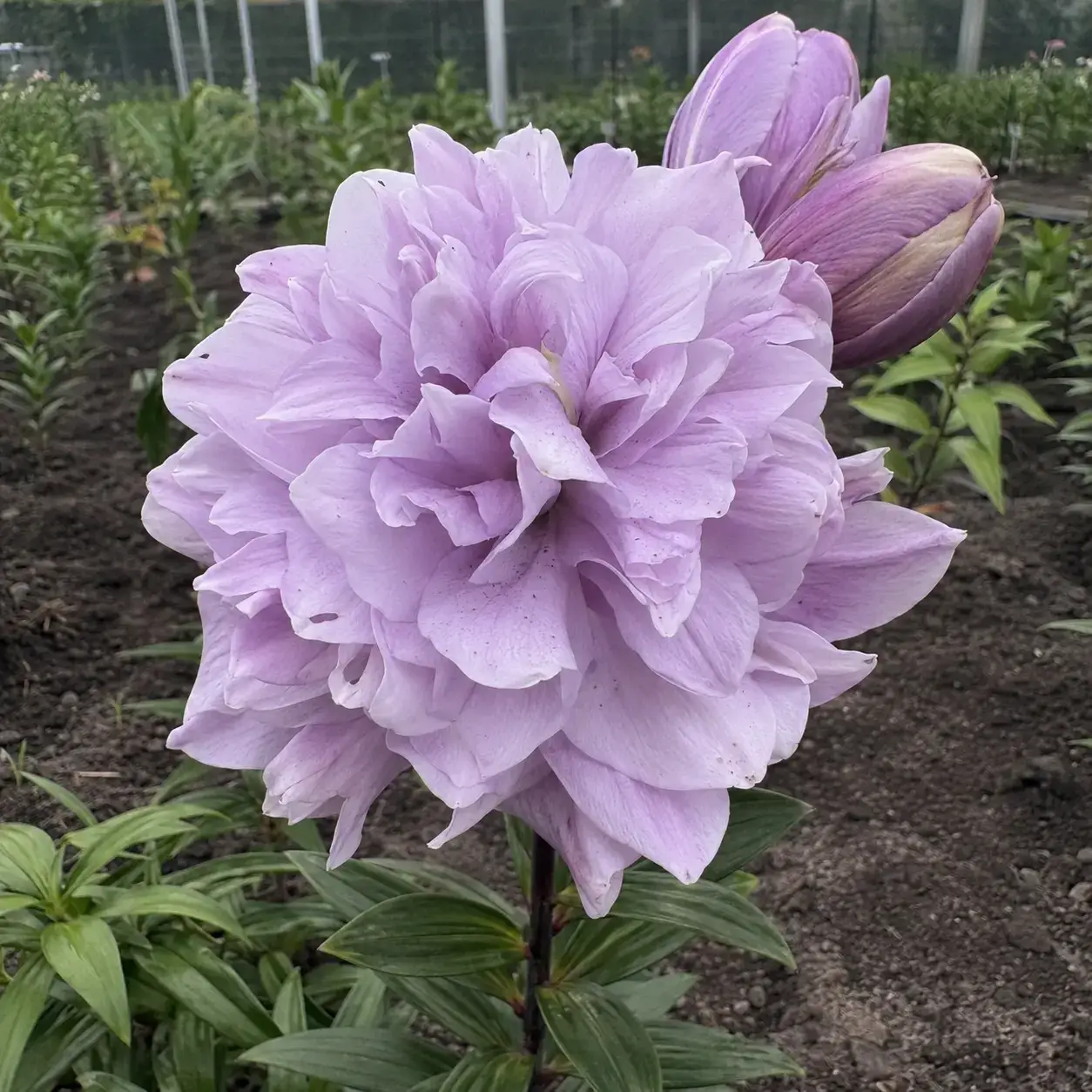 Lavender Mist