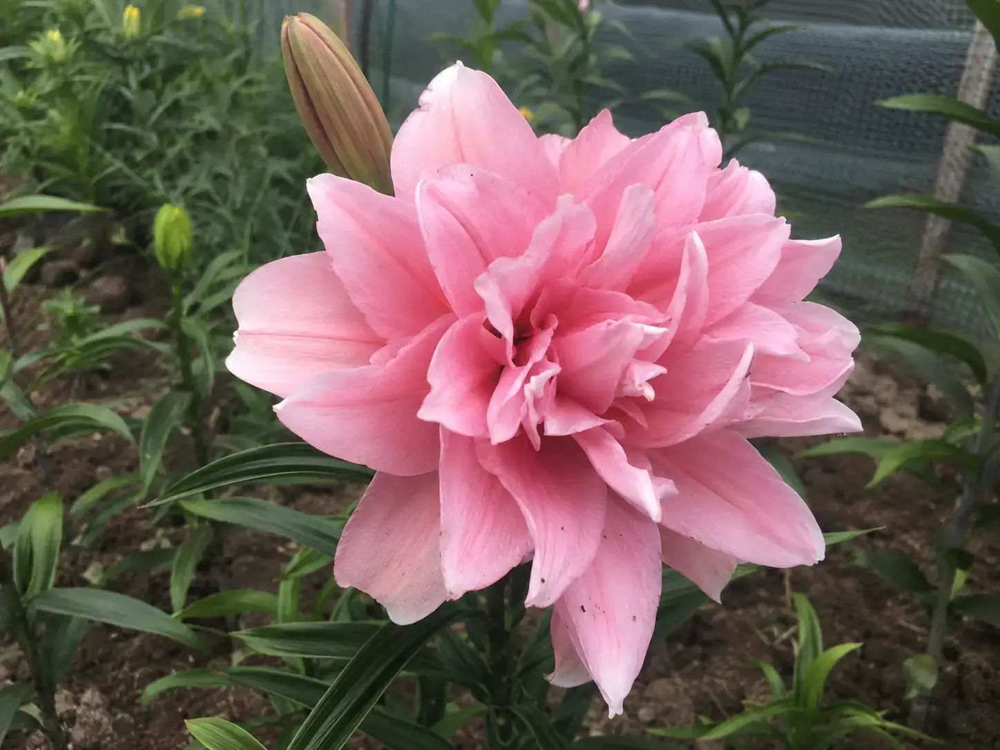 Pink Dream