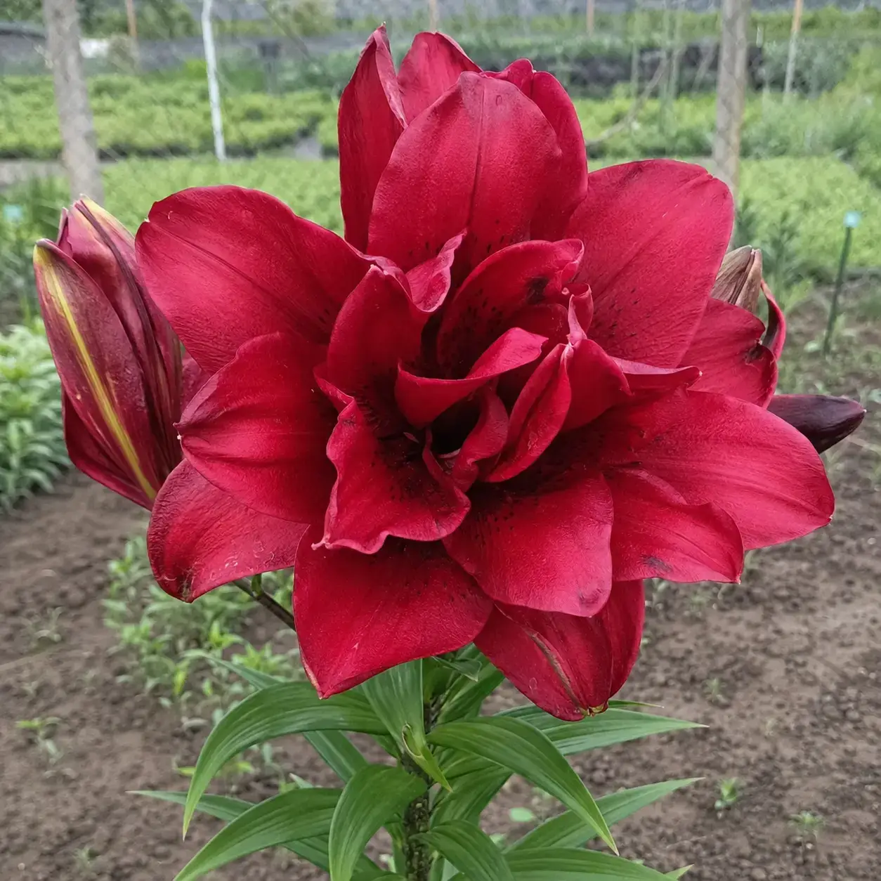 Red Velvet
