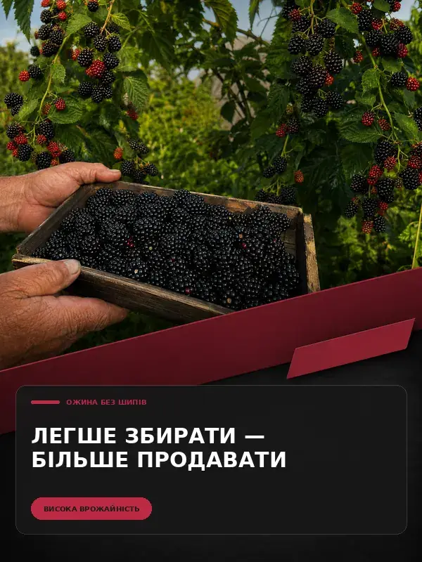 Реклама ожини без шипів