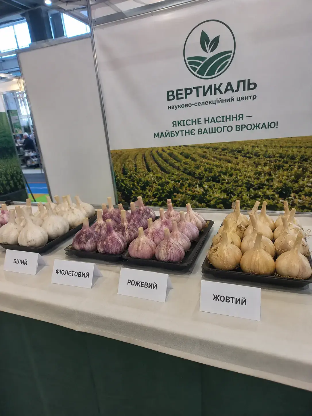 Фото: стенд центру «Вертикаль», чотири підписані лотки з головками часнику
