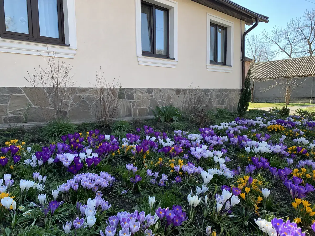 Доглянута клумба з різнокольоровими крокусами біля будинку