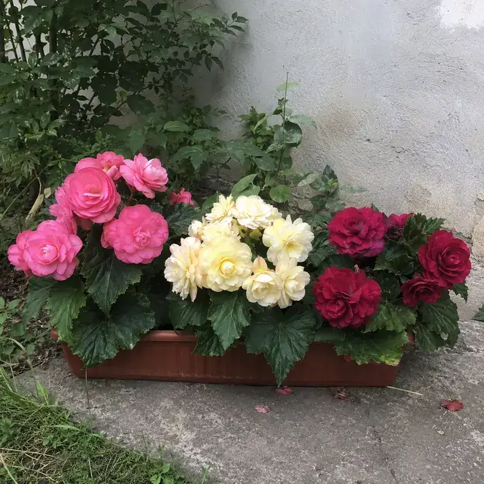 Рік 3