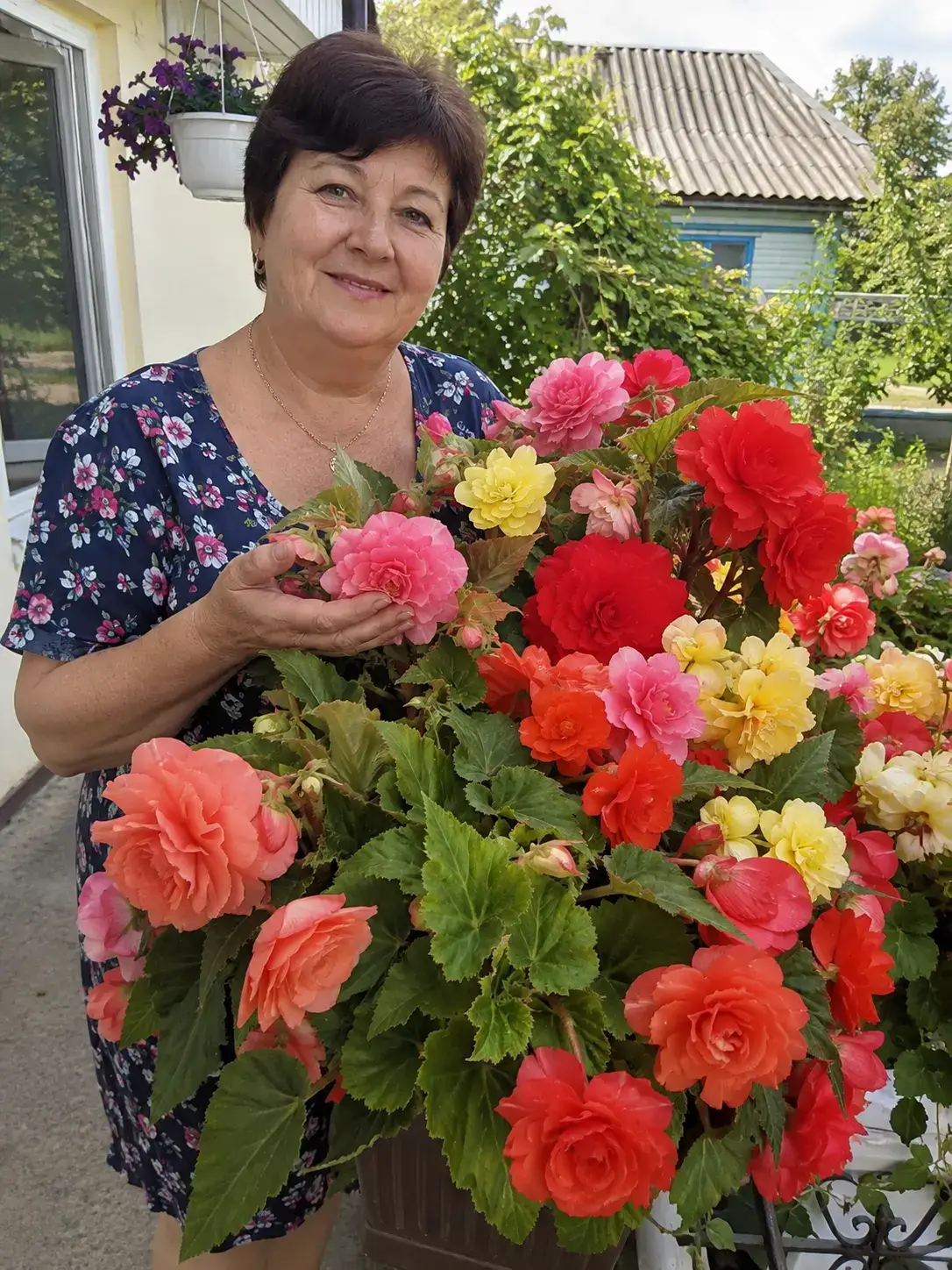 Посадка бегонії
